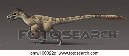 Utahraptor ostrommaysorum, the largest known dromaeosaur. View Large Illustration Stock Illustration - Utahraptor ostrommaysorum, the largest known dromaeosaur.. Fotosearch