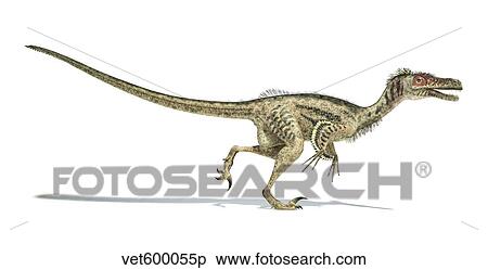 Stock Illustration - Velociraptor dinosaur on white background.. Fotosearch