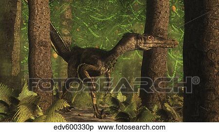 Velociraptor dinosaur stands alert in an Araucaria tree forest. View Large Illustration Stock Illustration - Velociraptor dinosaur stands alert in an Araucaria tree forest.. Fotosearch