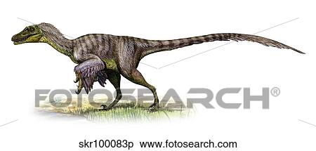 Velociraptor mongoliensis, a prehistoric era dinosaur. View Large Illustration Stock Illustration - Velociraptor mongoliensis, a prehistoric era dinosaur.. Fotosearch