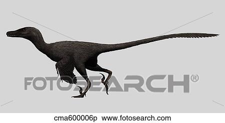 Velociraptor mongoliensis was a mid-sized dinosaur from the Cretaceous Period. View Large Illustration Stock Illustration - Velociraptor mongoliensis was a mid-sized dinosaur from the Cretaceous Period.. Fotosearch