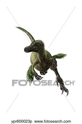 Stock Illustration - Velociraptor, white background.. Fotosearch