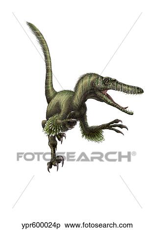 Stock Illustration - Velociraptor, white background.. Fotosearch