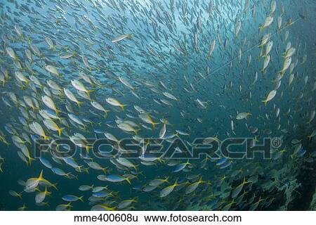 Very large school of blue and yellow fusilier fish. View Large Photo Image Stock Photograph - Very large school of blue and yellow fusilier fish.. Fotosearch