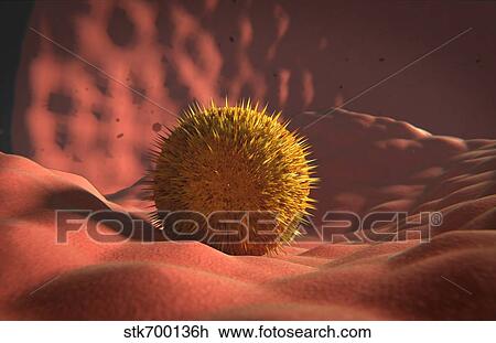 Drawing - Virus landing on cell membrane.. Fotosearch