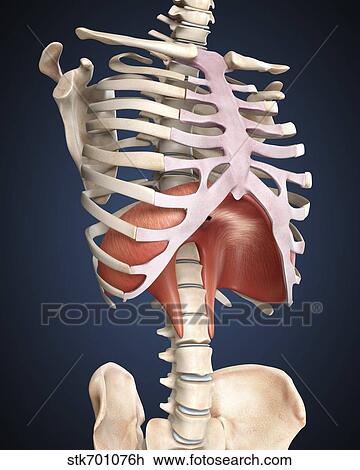 Visualization of human diaphragm. View Large Illustration Drawing - Visualization of human diaphragm.. Fotosearch