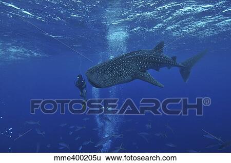 Whale shark and diver, Maldives. View Large Photo Image Stock Photograph - Whale shark and diver, Maldives.. Fotosearch