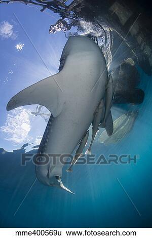 Stock Photograph - Whale shark and remora swimming up to the surface.. Fotosearch