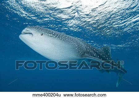 Whale shark, Ari and Male Atoll, Maldives. View Large Photo Image Stock Photograph - Whale shark, Ari and Male Atoll, Maldives.. Fotosearch