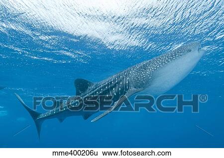 Whale shark, Ari and Male Atoll, Maldives. View Large Photo Image Stock Photograph - Whale shark, Ari and Male Atoll, Maldives.. Fotosearch