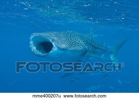Stock Photograph - Whale shark, Ari and Male Atoll, Maldives.. Fotosearch