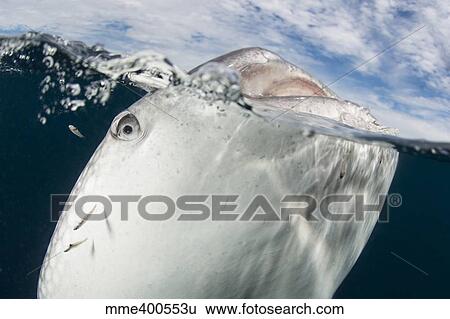 Whale shark breaching the surface, Cenderawasih Bay, Indonesia. View Large Photo Image Stock Photograph - Whale shark breaching the surface, Cenderawasih Bay, Indonesia.. Fotosearch