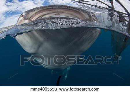 Stock Photograph - Whale shark breaching the surface, Cenderawasih Bay, Indonesia.. Fotosearch