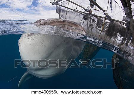 Stock Photograph - Whale shark breaching the surface, Cenderawasih Bay, Indonesia.. Fotosearch