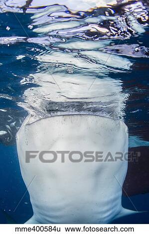 Whale shark breaching the surface while gulping water. View Large Photo Image Stock Photograph - Whale shark breaching the surface while gulping water.. Fotosearch