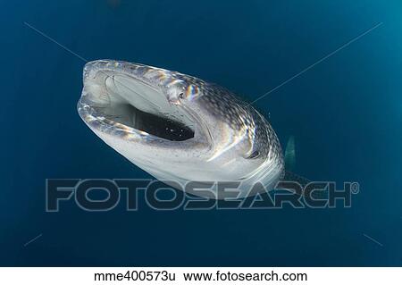 Stock Photograph - Whale shark coming up from the depths with mouth wide open.. Fotosearch