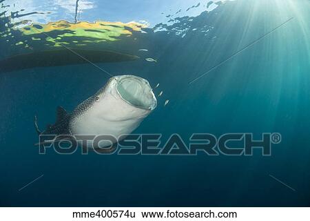 Stock Photograph - Whale shark coming up from the depths under the boat with mouth wide open.. Fotosearch