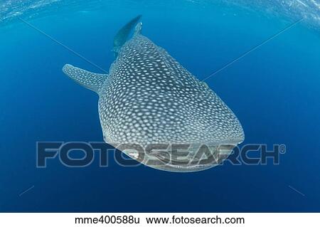 Stock Photograph - Whale shark descending to the depths with mouth wide open.. Fotosearch