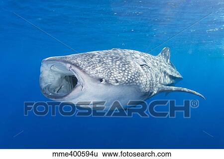 Whale shark descending to the depths with mouth wide open. View Large Photo Image Stock Photograph - Whale shark descending to the depths with mouth wide open.. Fotosearch