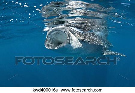 Stock Photograph - Whale shark feeding off coast of Isla Mujeres, Mexico.. Fotosearch