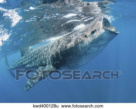 Stock Photograph - Whale Shark feeding off coast of Isla Mujeres, Mexico.. Fotosearch