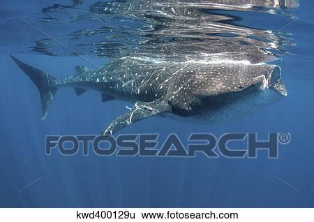 Whale Shark feeding off coast of Isla Mujeres, Mexico. View Large Photo Image Stock Photograph - Whale Shark feeding off coast of Isla Mujeres, Mexico.. Fotosearch