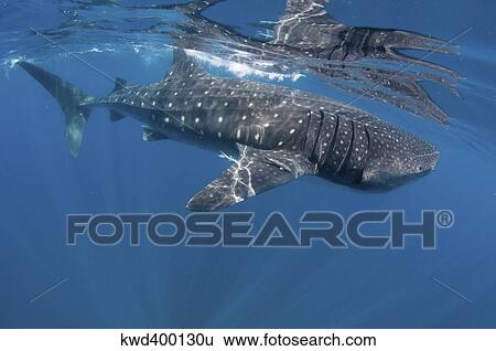 Stock Photograph - Whale Shark feeding off coast of Isla Mujeres, Mexico.. Fotosearch
