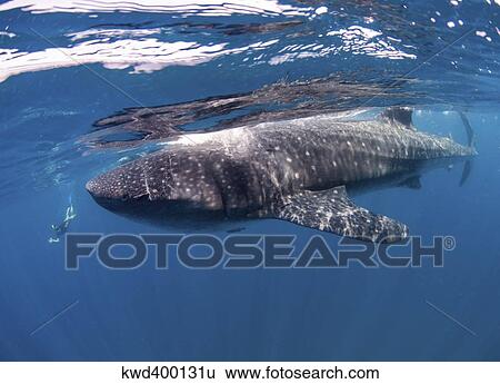 Whale Shark feeding off coast of Isla Mujeres, Mexico. View Large Photo Image Stock Photograph - Whale Shark feeding off coast of Isla Mujeres, Mexico.. Fotosearch