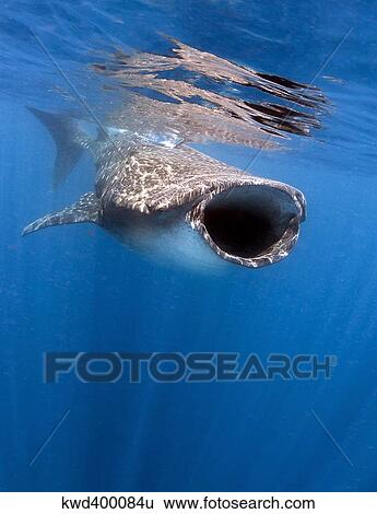 Stock Photograph - Whale shark feeding off the coast of Isla Mujeres, Mexico.. Fotosearch