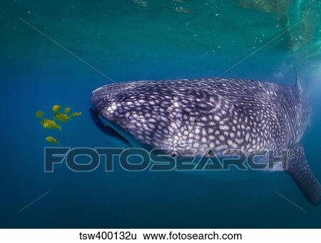 Whale Shark feeding on fish, La Paz, Mexico. View Large Photo Image Stock Photograph - Whale Shark feeding on fish, La Paz, Mexico.. Fotosearch