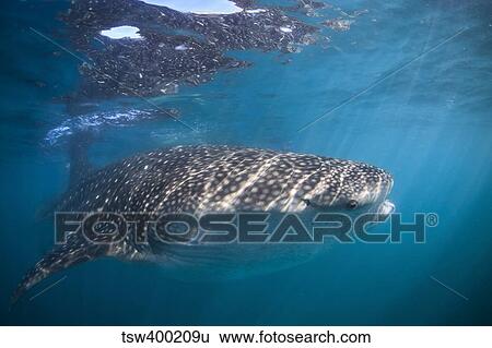 Whale Shark, La Paz, Mexico. View Large Photo Image Stock Photograph - Whale Shark, La Paz, Mexico.. Fotosearch