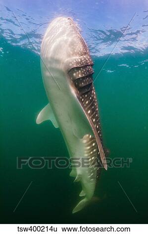Stock Photograph - Whale Shark, La Paz, Mexico.. Fotosearch
