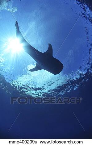 Whale shark near surface with sun rays. View Large Photo Image Stock Photograph - Whale shark near surface with sun rays.. Fotosearch