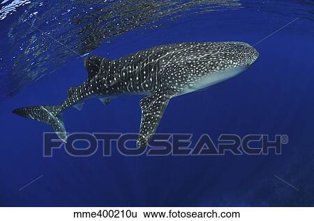 Whale shark near surface with sun rays. View Large Photo Image Stock Photograph - Whale shark near surface with sun rays.. Fotosearch