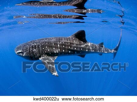 Stock Photograph - Whale Shark off coast of Isla Mujeres, Mexico.. Fotosearch