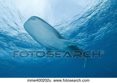 Whale shark passing overhead near the surface, Ari and Male Atoll, Maldives. View Large Photo Image Stock Photograph - Whale shark passing overhead near the surface, Ari and Male Atoll, Maldives.. Fotosearch
