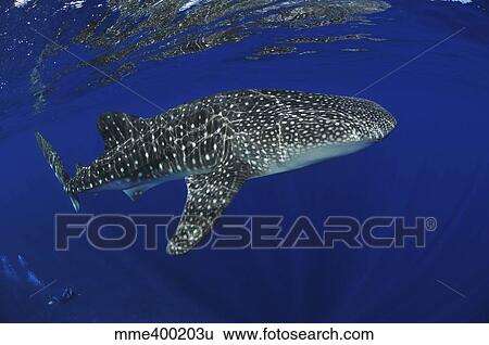 Stock Photograph - Whale shark reflected on surface, Christmas Island, Australia.. Fotosearch