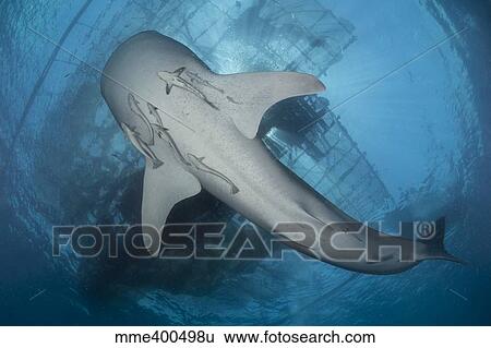 Whale shark seen from below with remoras clinging to its belly. View Large Photo Image Stock Photograph - Whale shark seen from below with remoras clinging to its belly.. Fotosearch