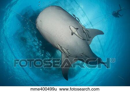 Whale shark seen from below with remoras clinging to its belly. View Large Photo Image Stock Photograph - Whale shark seen from below with remoras clinging to its belly.. Fotosearch
