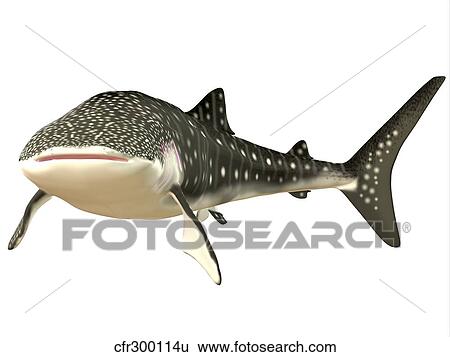 Whale Shark View Large Illustration Stock Illustration - Whale Shark. Fotosearch