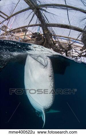 Stock Photograph - Whale shark sucking at fishing nets for scraps of fish.. Fotosearch
