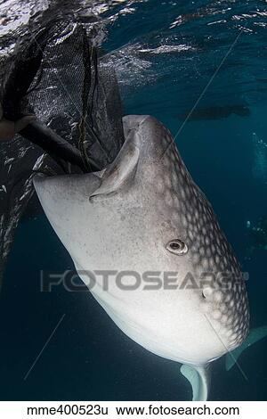 Whale shark sucking at fishing nets for scraps of fish. View Large Photo Image Stock Photograph - Whale shark sucking at fishing nets for scraps of fish.. Fotosearch