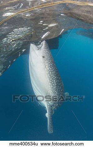 Stock Photograph - Whale shark sucking at fishing nets for scraps of fish.. Fotosearch