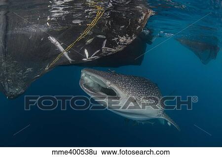 Stock Photograph - Whale shark sucking at fishing nets for scraps of fish.. Fotosearch