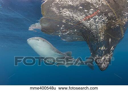 Whale shark swimming around near the surface under fishing nets. View Large Photo Image Stock Photograph - Whale shark swimming around near the surface under fishing nets.. Fotosearch