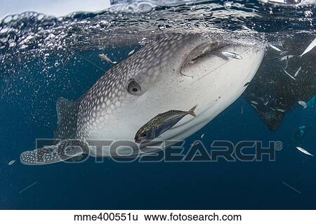 Whale shark swimming around near the surface under fishing nets. View Large Photo Image Stock Photograph - Whale shark swimming around near the surface under fishing nets.. Fotosearch