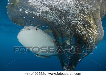 Stock Photograph - Whale shark swimming around near the surface under fishing nets.. Fotosearch