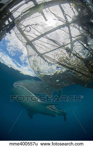 Whale shark swimming around near the surface under fishing nets. View Large Photo Image Stock Photograph - Whale shark swimming around near the surface under fishing nets.. Fotosearch