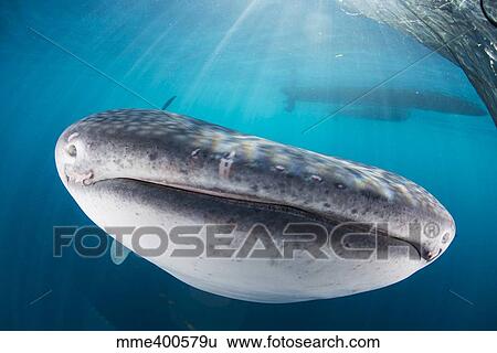 Whale shark swimming under a boat, with sunrays cutting through the water. View Large Photo Image Stock Photograph - Whale shark swimming under a boat, with sunrays cutting through the water.. Fotosearch