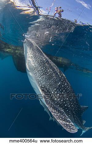 Whale shark swimming under bagan and fishing nets. View Large Photo Image Stock Photograph - Whale shark swimming under bagan and fishing nets.. Fotosearch
